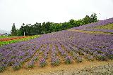 Nakafurano_011_07142023 - Looking towards some of the lavender flowers at the flower field at Nakafurano