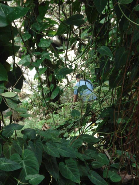 Nanue_Falls_002_jx_03092007 - That's me scrambling through the dense bush en route to Nanue Falls