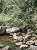 Nanue_Falls_013_jx_03092007 - That's me disappearing into the bush as I scrambled towards the Nanue Falls