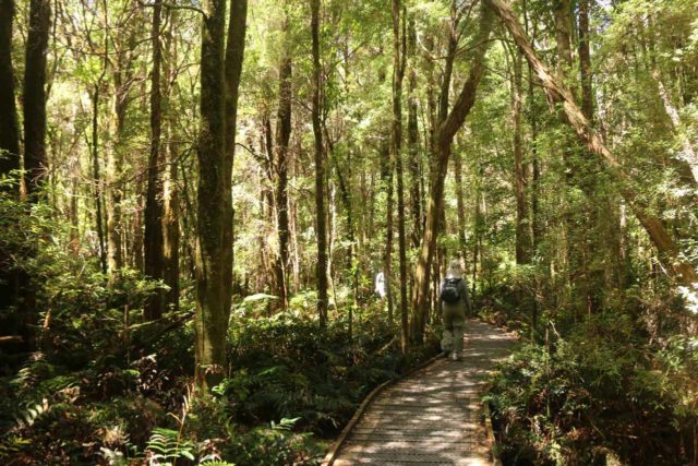 Nelson_Falls_17_060_11282017 - Walking in the lush Nelson Falls Track