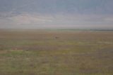 Ngorongoro_006_06112008 - Black rhino in the distance