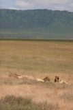 Ngorongoro_010_06112008 - Another sleeping pride of lions