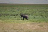 Ngorongoro_050_06112008 - 5-legged elephant