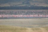 Ngorongoro_066_06112008 - Flamingoes all over the water in Ngorongoro Crater