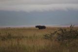 Ngorongoro_112_06112008 - The elusive black rhinocerous