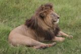 Ngorongoro_159_06112008 - Black-maned lion