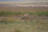 Ngorongoro_175_06112008 - Pair of jackals following female lion