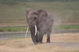 Ngorongoro_187_06112008 - Elephant spraying itself with sand