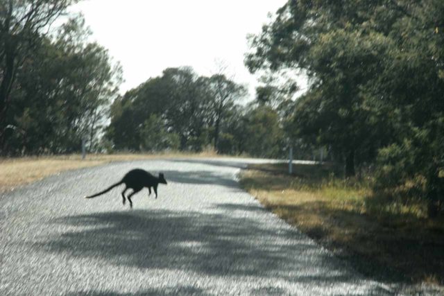 Nigretta_Falls_003_11142006 - A kangaroo we saw hopping across the road en route to the Nigretta Falls
