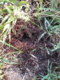 Ntumbachushi_Falls_004_jx_05312008 - We saw this big cluster of big-sized ants near Ntumbachushi Falls