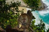 Nusa_Penida_033_06242022 - Close-up of a monkey and a smaller one eating a handout at Kelingking Beach at Nusa Penida