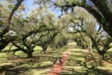 Oak_Alley_Plantation_098_03142016 - Angled view of the so-called best-view-in-the Oak Alley Plantation