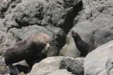 Ohau_Stream_066_12312009 - A fur seal tending to its pup