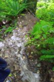 Olympic_Peninsula_149_08222011 - The stream that I followed to Beaver Falls' base