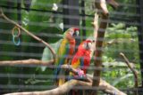 Onomea_020_03092007 - A couple of colorful captive exotic birds