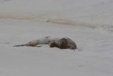 Otago_Peninsula_017_12222009 - A fur seal at Sandfly Bay