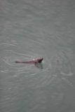 Otago_Peninsula_031_12222009 - Looking down at a swimming fur seal