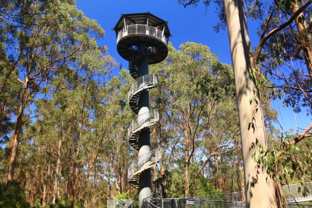 Otway_Fly_035_11172017 - Not far from Beech Forest and the Hopetoun Falls was the Otway Fly Tree Top Walk, which was said to be the tallest such walk in the world