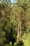 Otway_Fly_055_11172017 - Unusual top down look at very tall trees from a tower within the Otway Fly