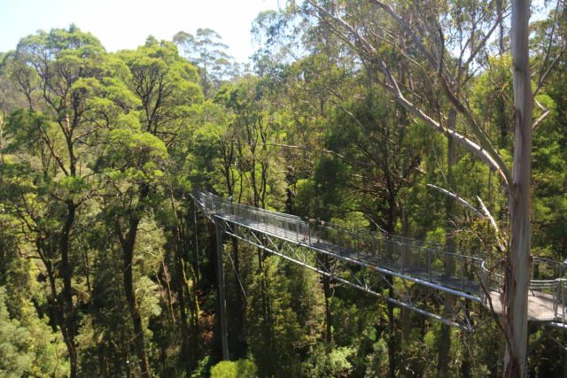 Otway_Fly_069_11172017 - To the west of Barramunga along the Turtons Track Road (C159) was the Otway Fly Tree Top Walk near Beech Forest. It was said to be the tallest such walk in the world