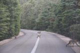 Oum_er_Rbia_to_Fes_018_05182015 - Monkeys crossing the road in the forest between Oum-er-Rbia and Ifrane