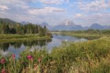 Oxbow_Bend_17_019_08132017 - Back at the Oxbow Bend Turnout where there were some wildflowers in bloom in the foreground