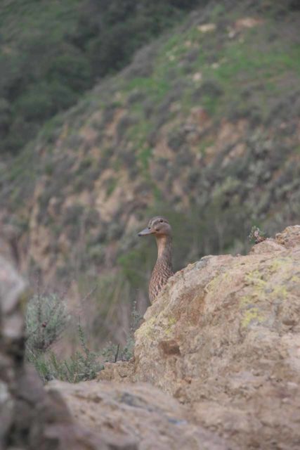 Paradise_Falls_029_02212010
