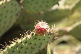 Paradise_Falls_195_03242019 - Some of the cacti had some things blooming on them as seen during our return hike along the Moonridge Trail en route to the spillover parking lot during March 2019 visit