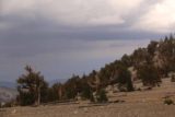 Patriarch_Grove_013_08012015 - Looking towards some menacing storm clouds approaching us as we were at the Patriarch Grove of the Ancient Bristlecone Pine Forest