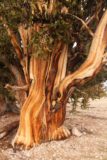 Patriarch_Grove_049_08012015 - Closer look at the beautiful bark of an ancient bristlecone pine tree