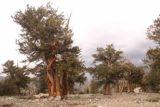 Patriarch_Grove_087_08012015 - Context of ancient bristlecone pine trees in the Ancient Bristlecone Pine Forest