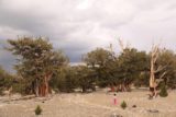 Patriarch_Grove_096_08012015 - Tahia exploring a little bit of the Patriarch Grove of the Ancient Bristlecone Pine Forest while dark clouds were looming above
