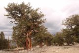 Patriarch_Grove_112_08012015 - Another contextual look at a series of ancient bristlecone pine trees