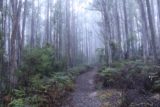 Pelverata_Falls_17_006_11262017 - Walking through the foggy forest on the way to Pelverata Falls