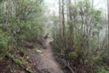 Pelverata_Falls_17_026_11262017 - After the signed fork on the Pelverata Falls Track, I was now on much a narrower track through native bush as seen during my November 2017 visit