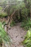 Pelverata_Falls_17_029_11262017 - A muddy stretch of the Pelverata Falls Track