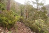 Pelverata_Falls_17_068_11262017 - The Pelverata Falls Track remained rough and rocky even beyond the tricky scramble during my November 2017 visit