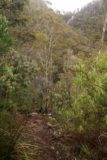 Pelverata_Falls_17_106_11262017 - Looking back at the context of Pelverata Falls with the bush track as seen in November 2017