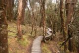 Pencil_Pine_Knyvet_Falls_058_11302017 - The Knyvet Falls Track meandered between more dense groves of trees as seen during my late November 2017 visit