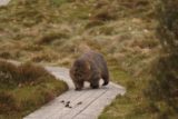 Pencil_Pine_Knyvet_Falls_102_11302017 - A wombat crossing the boardwalk as I was making my way back to the Pepper's Cradle Mountain Lodge