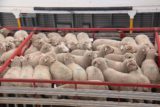 Penneshaw_Ferry_007_11132017 - Looking at the many sheep crammed into a multi-layered shipping container