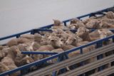 Penneshaw_Ferry_011_11132017 - Another look at the sheep being crammed into the open-air shipping container
