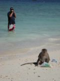 Phi_Phi_Island_Tour_030_jx_12222008 - A tourist watches a monkey feeding itself from a banana handout