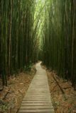 Pipiwai_Trail_017_02232007 - Boardwalk through the eerie bamboo forest