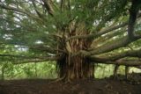 Pipiwai_Trail_027_02232007 - Grande albero di banyan ancora lì, nel 2007