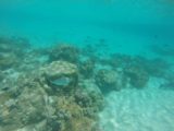 Piscine_Naturelle_GoPro_029_11272015 - Lots of fish around the reefs at the Piscine Naturelle