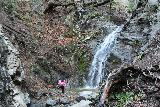 Placerita_Canyon_087_01192019 - Tahia checking out the Placerita Creek Falls or Los Pinetos Waterfall