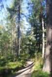 Plodda_Falls_005_08272014 - Walking amongst tall pine trees