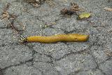 Pomponio_Falls_013_04222019 - A banana slug seen slowly crossing the road to the Sequoia Flat Campground