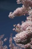 Portland_020_04042009 - Macro shot of a cherry blossom